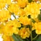 Yellow Blossoms Bush by Ashland&#xAE;